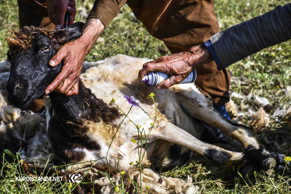 بالصور | الأغنام تنتعش بـ